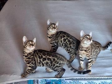 Gattine Bengala