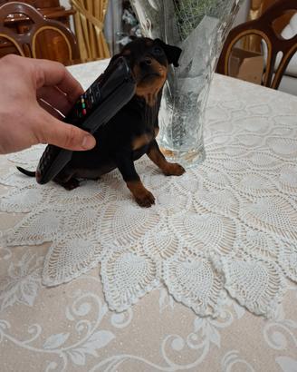Cuccioli di pincher toy