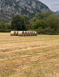 Fieno in rotoballe