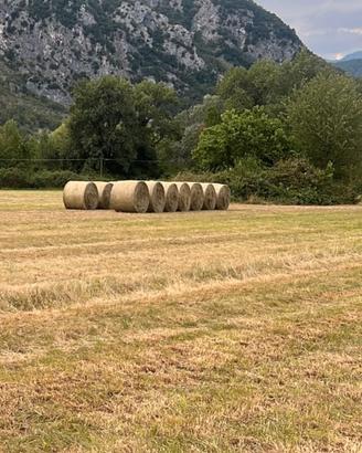 Fieno in rotoballe