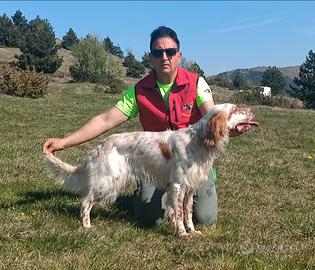 Setter inglese altissima genealogia