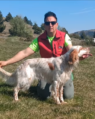 Setter inglese altissima genealogia