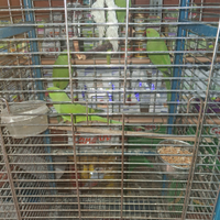 Parrocchetti dal collare