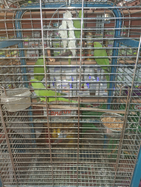 Parrocchetti dal collare