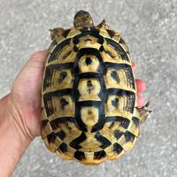 Tartarughe di terra testudo hermanni Femmina