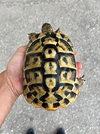 Tartarughe di terra testudo hermanni Femmina