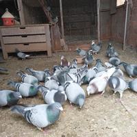 Vendita pigioni viaggiatori