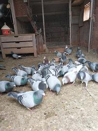 Vendita pigioni viaggiatori