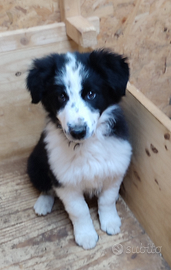 Cuccioli di Border Collie