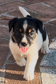 Jack Russell terrier