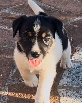 Jack Russell terrier