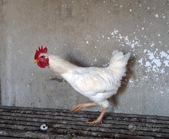 Giovane galletto
