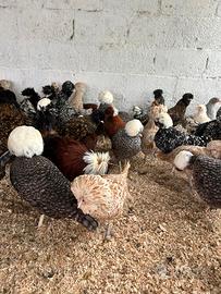 Olandesi ciuffate nane padovane nane