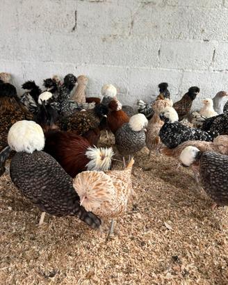 Olandesi ciuffate nane padovane nane