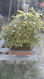 bonsai 