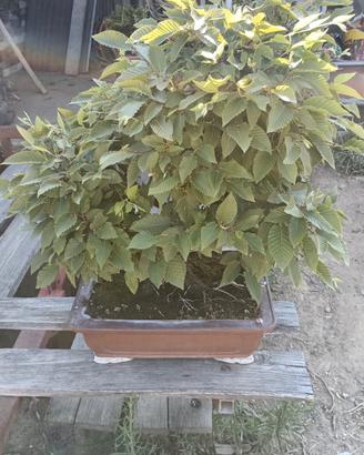 bonsai 
