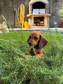 Cane bassotto