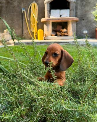 Cane bassotto