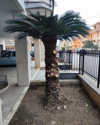 cycas femmina