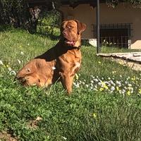 Cerco maschio di dogue de bordeaux per accoppiamen