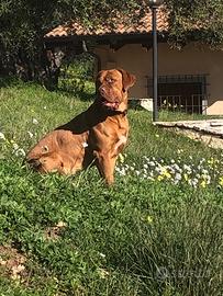 Cerco maschio di dogue de bordeaux per accoppiamen