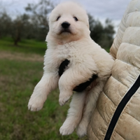 Pastore Abbruzzese linea marsicano