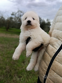 Pastore Abbruzzese linea marsicano