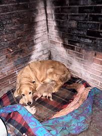 Cuccioli Golden Retriever