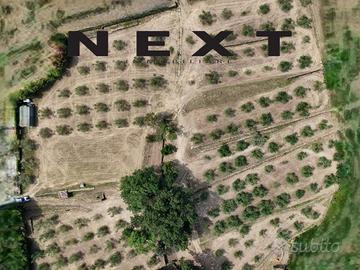 TERRENO AGRICOLO / ULIVETO