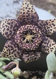piante grasse Cactus 