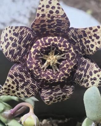 piante grasse Cactus 