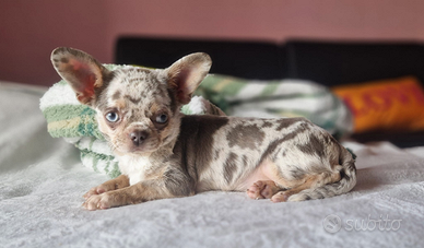 Chihuahua Lilac Merle