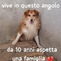 VOLPI SIMIL VOLPINO 10 ANNI 13/14 kg taglia media