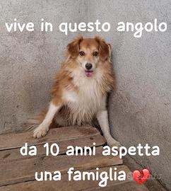 VOLPI SIMIL VOLPINO 10 ANNI 13/14 kg taglia media