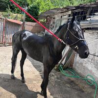 Puledro 2 anni e mezzo inizio doma