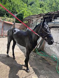 Puledro 2 anni e mezzo inizio doma