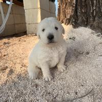 Cuccioli di pastore maremmano
