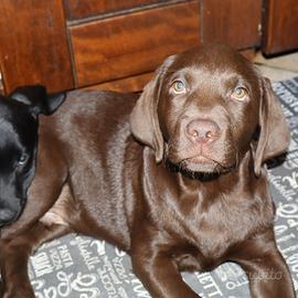 Cuccioli di Labrador con pedigree