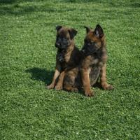 Cuccioli pastore belga malinois maschi e femmine