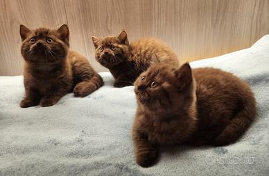 Gattino British Shorthair