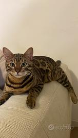Gatto del bengala