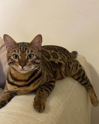Gatto del bengala