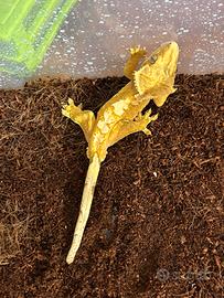 geco ciliatus 