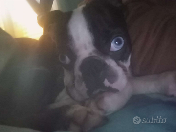 Boston terrier maschio 3 anni