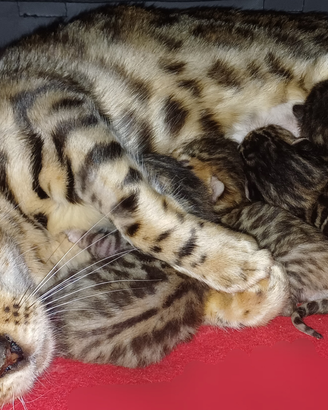 Cuccioli di Gatti Razza Bengala Cucciolo Maschio F