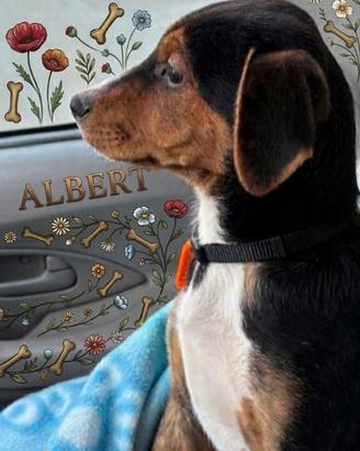 Adorabile cucciolo Albert