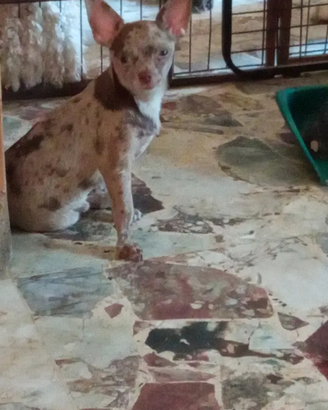 Chihuahua maschio