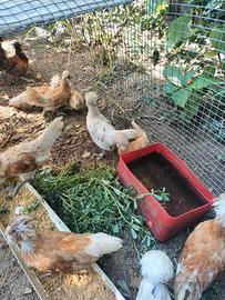 galline padovane