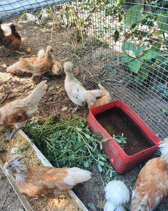 galline padovane