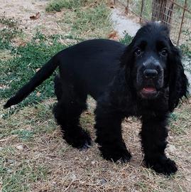 Cocker maschio pedigree ENCI 